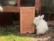 Lionhead rabbit Rabbits for sale in Ashville, OH 43103, USA. price: $50