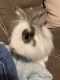 Lionhead rabbit Rabbits for sale in Kissimmee, FL, USA. price: NA
