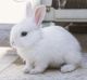 Lionhead rabbit Rabbits for sale in 3202 Plymouth Rock Dr, Douglasville, GA 30135, USA. price: NA