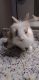 Lionhead rabbit Rabbits for sale in Altamonte Springs, FL 32714, USA. price: NA
