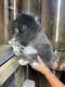 Lionhead rabbit Rabbits for sale in Berea, KY, USA. price: NA