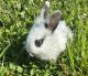 Lionhead rabbit Rabbits for sale in New Holland, PA 17557, USA. price: $20