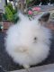 Lionhead rabbit Rabbits for sale in National City, CA, USA. price: $50