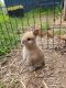Lionhead rabbit Rabbits for sale in VERNON ROCKVL, CT 06066, USA. price: NA