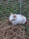 Lionhead rabbit Rabbits for sale in Pryor, OK 74361, USA. price: $50