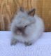 Lionhead rabbit Rabbits for sale in Virginia Beach, VA, USA. price: $75