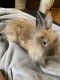 Lionhead rabbit Rabbits for sale in San Antonio, TX, USA. price: NA