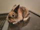 Lionhead rabbit Rabbits for sale in Clearwater, FL, USA. price: NA
