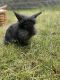 Lionhead rabbit Rabbits for sale in Battle Ground, WA, USA. price: $30
