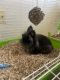 Lionhead rabbit Rabbits for sale in Chesapeake, VA, USA. price: NA
