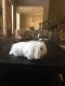 Lionhead rabbit Rabbits for sale in Keller, TX, USA. price: $15