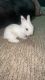 Lionhead rabbit Rabbits for sale in Belleville, MI 48111, USA. price: NA