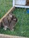 Lionhead rabbit Rabbits for sale in West Hartford, CT, USA. price: NA