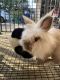 Lionhead rabbit Rabbits for sale in Heath, TX 75032, USA. price: NA