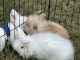 Lionhead rabbit Rabbits for sale in Saginaw, AL 35007, USA. price: $35