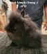 Lionhead rabbit Rabbits for sale in Bakersfield, CA, USA. price: $10