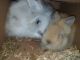 Lionhead rabbit Rabbits for sale in Lompoc, CA, USA. price: NA