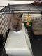 Lionhead rabbit Rabbits for sale in Port Chester, NY 10573, USA. price: $10,000
