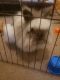 Lionhead rabbit Rabbits for sale in Marion, IN, USA. price: $100