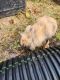 Lionhead rabbit Rabbits for sale in High Point, NC, USA. price: $50