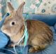 Lionhead rabbit Rabbits for sale in Anaheim Hills, Anaheim, CA, USA. price: $45
