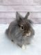 Lionhead rabbit Rabbits for sale in Santa Ana, CA, USA. price: $150