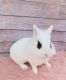 Lionhead rabbit Rabbits for sale in Santa Ana, CA, USA. price: $100