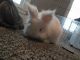 Lionhead rabbit Rabbits for sale in 209 N 5th St, Upper Sandusky, OH 43351, USA. price: $150