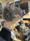 Lionhead rabbit Rabbits for sale in Dewey-Humboldt, AZ, USA. price: $80