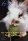 Lionhead rabbit Rabbits for sale in Murrieta, CA, USA. price: NA