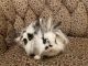 Lionhead rabbit Rabbits for sale in Hot Springs, AR, USA. price: NA