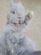Lionhead rabbit Rabbits for sale in Winter Haven, FL, USA. price: $55