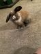 Lionhead rabbit Rabbits for sale in Watauga, TX 76137, USA. price: $90