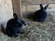 Lionhead rabbit Rabbits for sale in RONOK RPD AFS, NC 27870, USA. price: $30