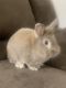 Lionhead rabbit Rabbits for sale in Randa Ln, DeSoto, TX 75115, USA. price: $130
