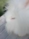 Lionhead rabbit Rabbits for sale in Winter Haven, FL, USA. price: $50