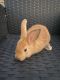 Lionhead rabbit Rabbits for sale in Kissimmee, FL 34744, USA. price: NA