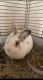 Lionhead rabbit Rabbits for sale in Tucson, AZ, USA. price: NA