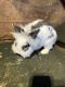 Lionhead rabbit Rabbits for sale in Howell Township, NJ, USA. price: $99