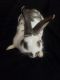 Lionhead rabbit Rabbits for sale in Glen Burnie, MD 21061, USA. price: NA