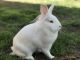 Lionhead rabbit Rabbits for sale in Bakersfield, CA 93306, USA. price: NA