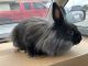 Lionhead rabbit Rabbits for sale in 5008 Bunker Hill Rd, Lincoln, NE 68521, USA. price: NA