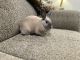 Lionhead rabbit Rabbits for sale in Simi Valley, CA, USA. price: NA