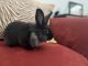 Lionhead rabbit Rabbits for sale in Simi Valley, CA, USA. price: NA