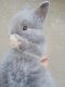 Lionhead rabbit Rabbits for sale in Winter Haven, FL, USA. price: NA