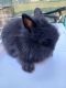 Lionhead rabbit Rabbits for sale in Winter Haven, FL, USA. price: $30