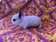 Lionhead rabbit Rabbits for sale in Bakersfield, CA 93306, USA. price: NA