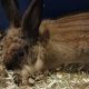Lionhead rabbit Rabbits for sale in Norcross, GA, USA. price: NA