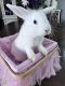 Lionhead rabbit Rabbits for sale in Odessa, FL 33556, USA. price: NA