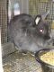 Lionhead rabbit Rabbits for sale in 22909 Nutall Rise Rd, Lamont, FL 32336, USA. price: NA
